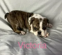 Victoria , a female English Bulldog for sale in Gray, KY – Photo 1 of 3