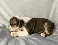 Victoria , a female English Bulldog for sale in Gray, KY – Photo 2 of 3