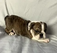 Victoria , a female English Bulldog for sale in Gray, KY – Photo 3 of 3