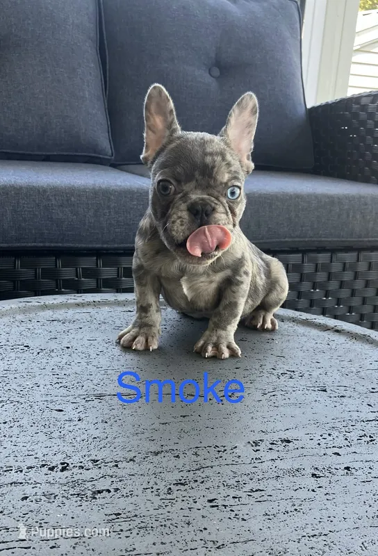 Reduced…..Smoke – French Bulldog puppy for sale in Gray, KY