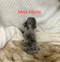 Miss Merle ., a female French Bulldog for sale in Gray, KY – 3 of 3