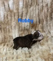 Robby, a male English Bulldog for sale in Gray, KY – 2 of 3
