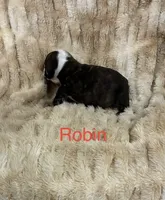 Robin , a female English Bulldog for sale in Gray, KY – 2 of 3