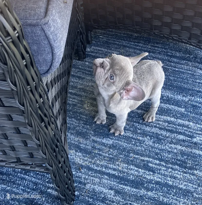 The Blues Man!!!!! – French Bulldog puppy for sale in Gray, KY