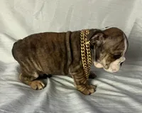 Chief , a male English Bulldog for sale in Gray, KY – Photo 3 of 3