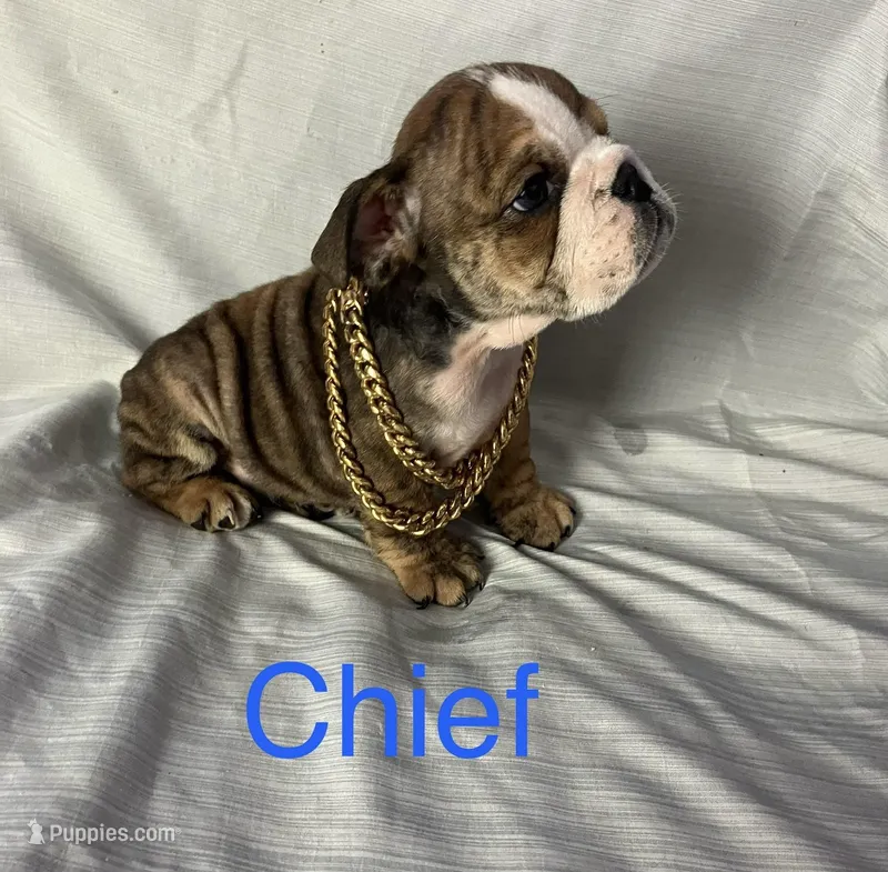 Chief 