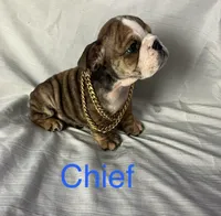 Chief , a male English Bulldog for sale in Gray, KY – Photo 1 of 3