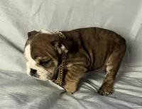 Chief , a male English Bulldog for sale in Gray, KY – Photo 2 of 3