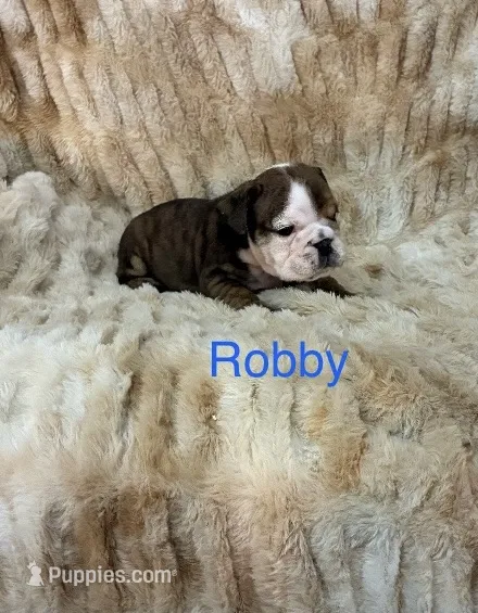 Robby . – English Bulldog puppy for sale in Gray, KY