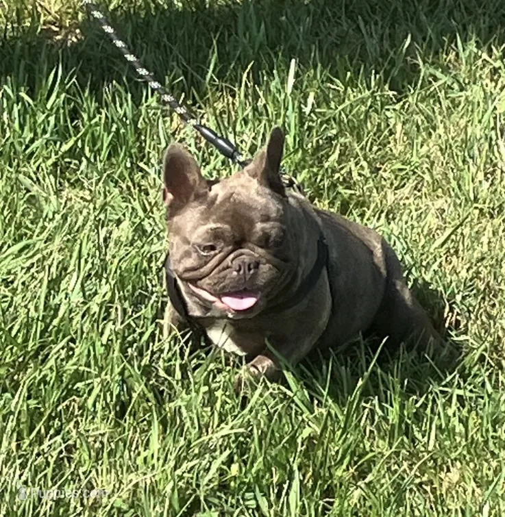 Coco Chanell . – French Bulldog puppy for sale in Gray, KY
