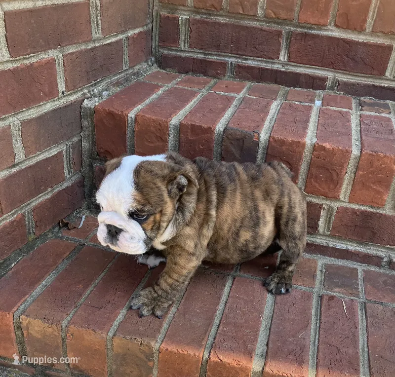 Champion sired Freedom . – English Bulldog puppy for sale in Gray, KY
