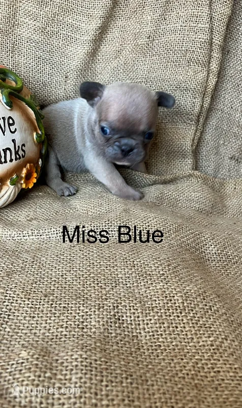 Miss Blue . – French Bulldog puppy for sale in Gray, KY