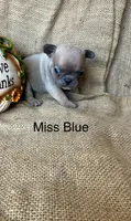Miss Blue, a female French Bulldog for sale in Gray, KY – 2 of 3