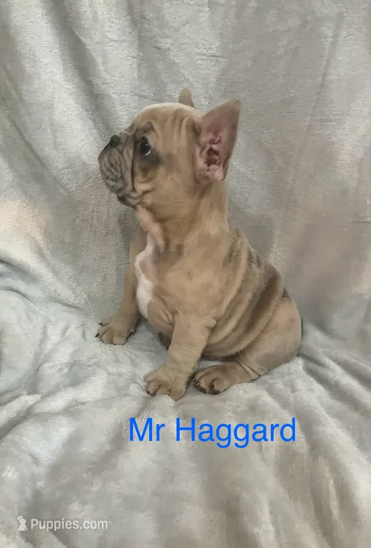 Mr Haggard  – French Bulldog puppy for sale in Gray, KY