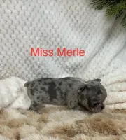 Miss Merle ., a female French Bulldog for sale in Gray, KY – 2 of 3