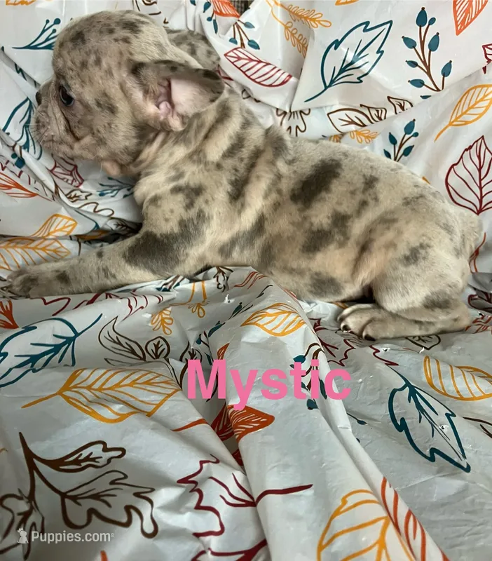 Mystic – French Bulldog puppy for sale in Gray, KY