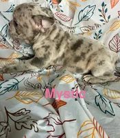 Reduced…Mystic, a female French Bulldog for sale in Gray, KY – 5 of 8