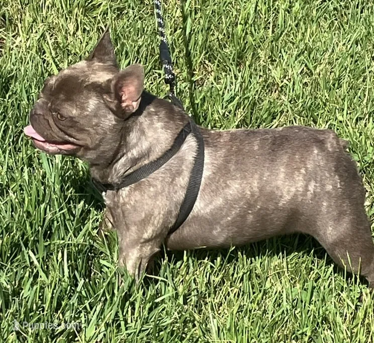 Coco Chanel – French Bulldog puppy for sale in Gray, KY