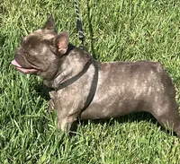 Coco Chanel, a female French Bulldog for sale in Gray, KY – 3 of 3
