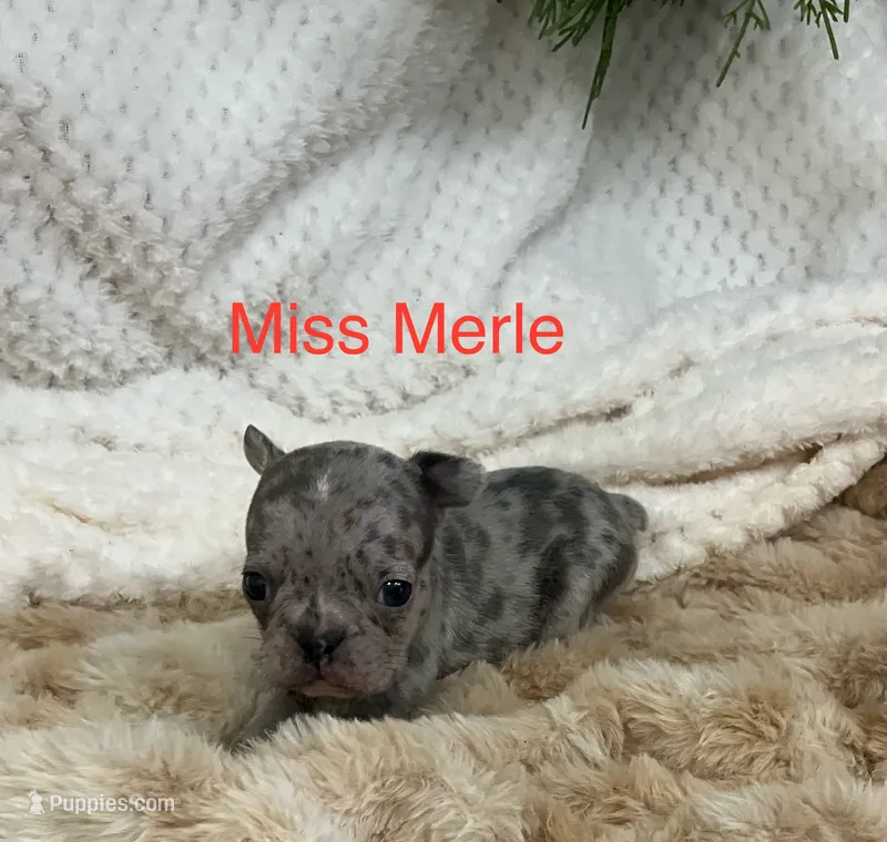 Miss Merle . – French Bulldog puppy for sale in Gray, KY