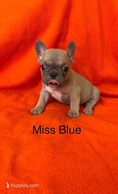 Miss Blue  – French Bulldog puppy for sale in Gray, KY