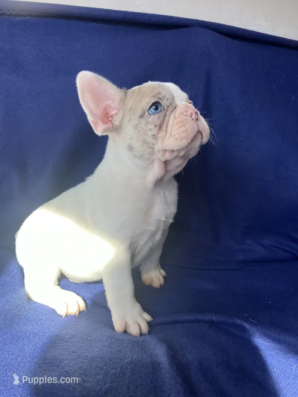 Mr Show – French Bulldog puppy for sale in Gray, KY