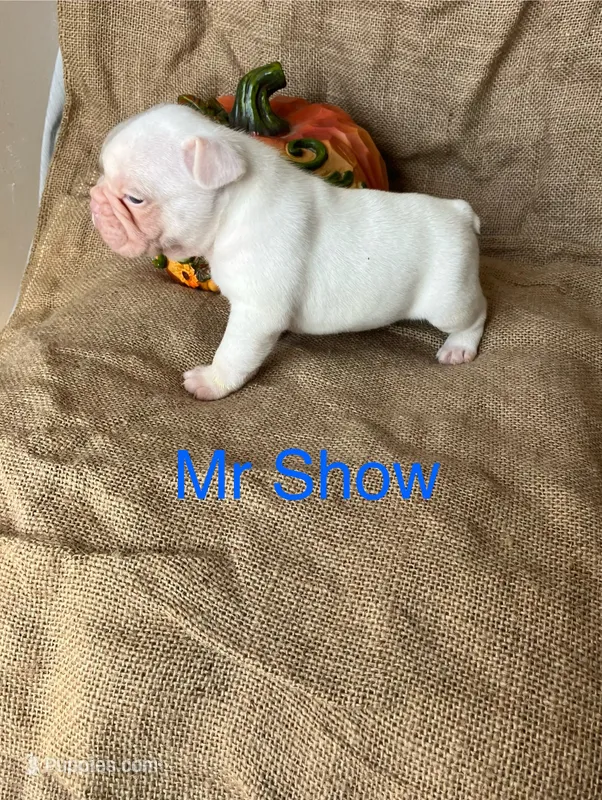 Mr Show – French Bulldog puppy for sale in Gray, KY