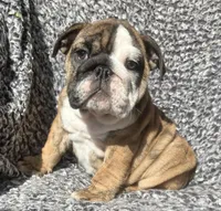 Maria found her home, a female English Bulldog for sale in Gray, KY – Photo 1 of 4