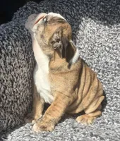 Maria found her home, a female English Bulldog for sale in Gray, KY – Photo 4 of 4