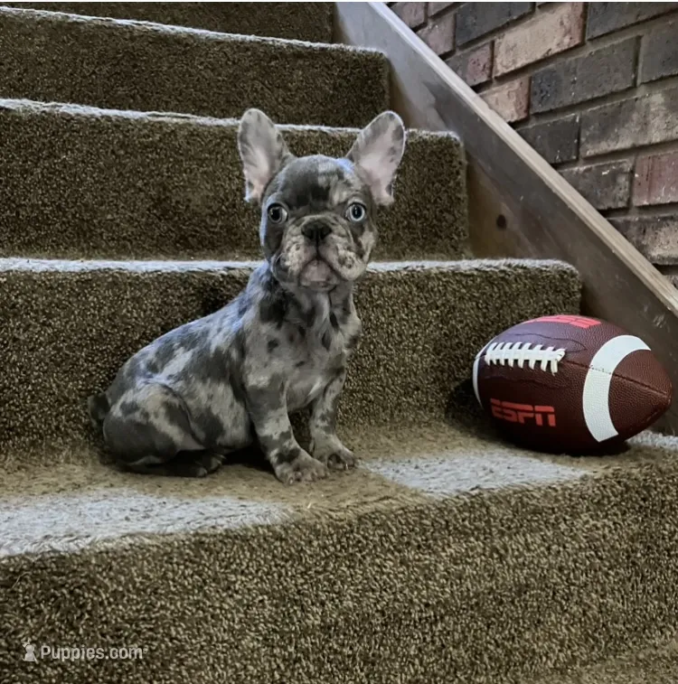 Reduced…..Smoke – French Bulldog puppy for sale in Gray, KY