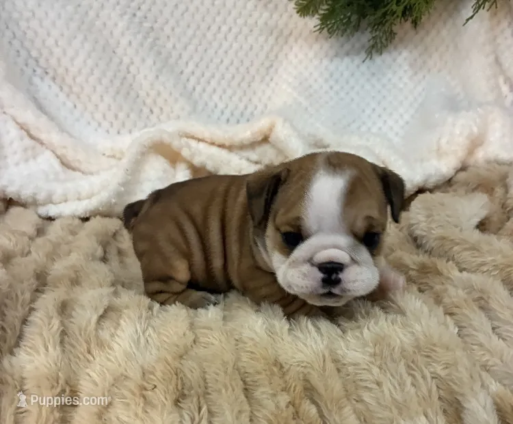 Captain America  – English Bulldog puppy for sale in Gray, KY