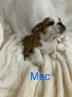 Sold-Big Red Mac, a male English Bulldog for sale in Gray, KY – 3 of 3