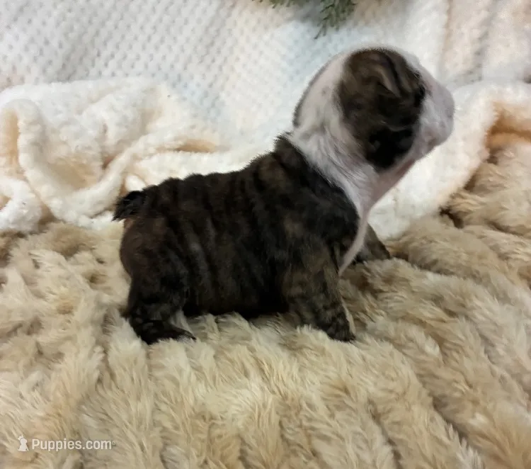 Champion sired Freedom  – English Bulldog puppy for sale in Gray, KY