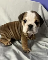 Gunner, a male English Bulldog for sale in Gray, KY – Photo 2 of 3