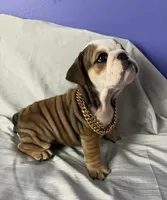 Gunner, a male English Bulldog for sale in Gray, KY – Photo 3 of 3