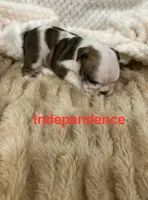 Independence…champion sired, a female English Bulldog for sale in Gray, KY – 3 of 3