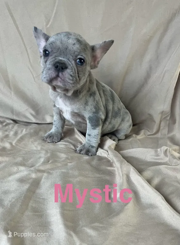 Mystic – French Bulldog puppy for sale in Gray, KY