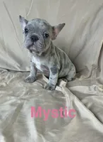 Reduced…Mystic, a female French Bulldog for sale in Gray, KY – 4 of 8