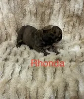 Rhonda, a female English Bulldog for sale in Gray, KY – 3 of 3