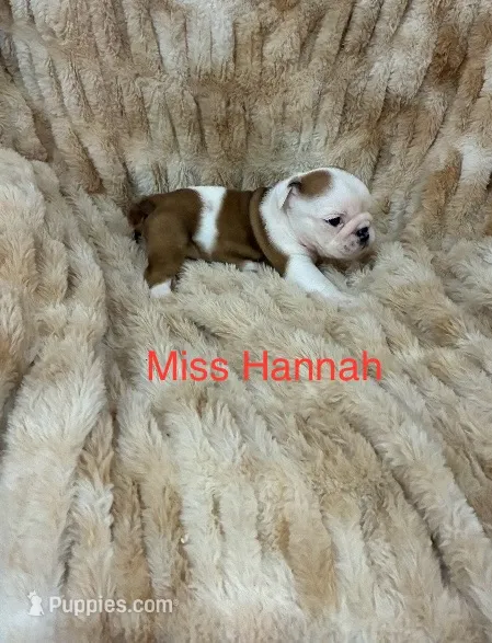 Hannah  – English Bulldog puppy for sale in Gray, KY