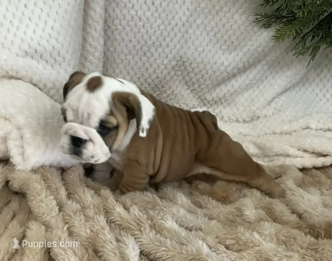 Miss Scarlett  – English Bulldog puppy for sale in Gray, KY
