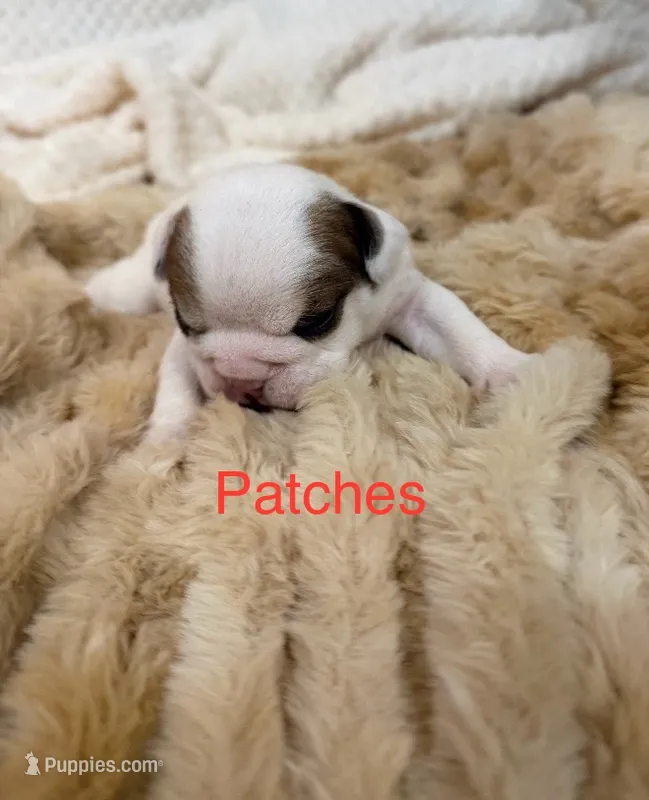 Miss Patches – English Bulldog puppy for sale in Gray, KY