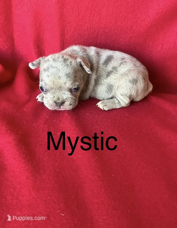 Mystic – French Bulldog puppy for sale in Gray, KY