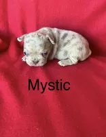 Mystic, a female French Bulldog for sale in Gray, KY – 1 of 3