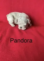 Pandora , a female French Bulldog for sale in Gray, KY – 1 of 3