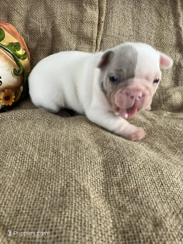 Mr Show – French Bulldog puppy for sale in Gray, KY