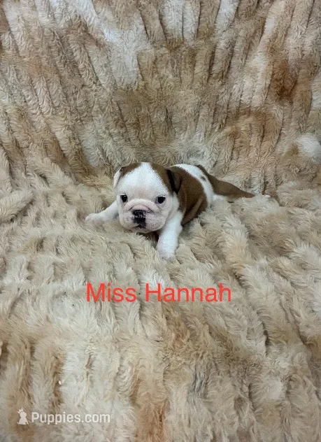 Hannah  – English Bulldog puppy for sale in Gray, KY
