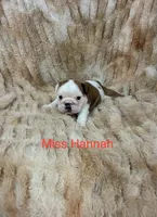 Hannah , a female English Bulldog for sale in Gray, KY – 1 of 3