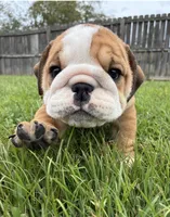 Captain America , a male English Bulldog for sale in Gray, KY – 2 of 8