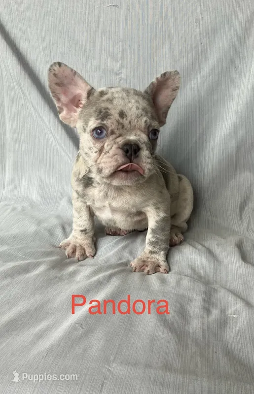 Pandora  – French Bulldog puppy for sale in Gray, KY